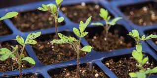 Start Seeds Indoors In Illinois