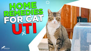 home remes for cat uti 4 safe