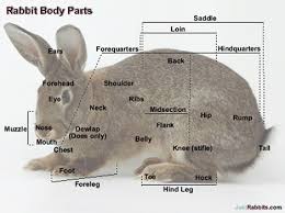 Rabbit Body Part Anatomy External View