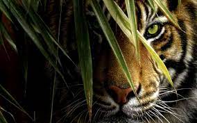 Tigers Wallpapers - Top Free Tigers ...