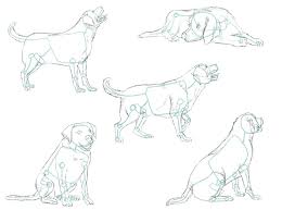 how to draw a dog step by step guide