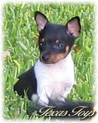 toy fox terrier home