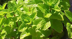 Although confusing which type of mint (peppermint vs. Mint Growing Guide Tui Planting Feeding And Caring