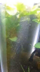 tiny white bugs in betta tank and on