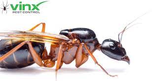 carpenter ants texas identifying and