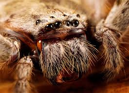 the 7 biggest spiders in florida a z