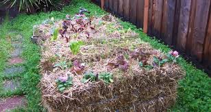 gardening made easy with straw bales