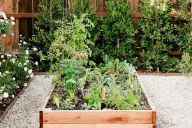 winter vegetables to plant in your garden