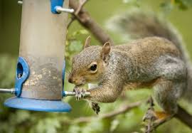 How To Get Rid Of Squirrels Updated