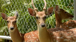 Game Commission Recommends Deer Feeding Ban Public Cant