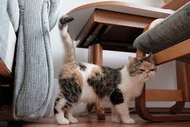 Cats scratch furniture for a variety of reasons, including a lack of alternatives. How To Stop A Cat From Spraying Comfort Zone