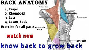 The rhomboids (major and minor) originate on the spinal column and attach to the middle (medial) surface of the scapula. Back Muscle Anatomy Workout Human Anatomy