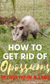 How To Get Rid Of Opossums In Your