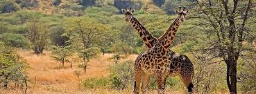 Image result for kidepo valley national park tips