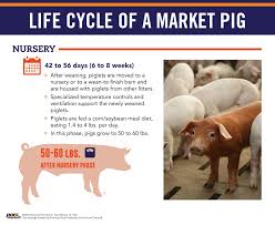 Life Cycle Of A Market Pig Pork Checkoff
