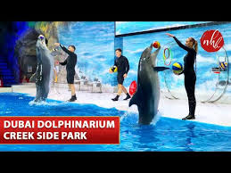 dubai dolphinarium dolphins seals
