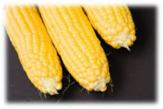 Does corn gluten cause inflammation?