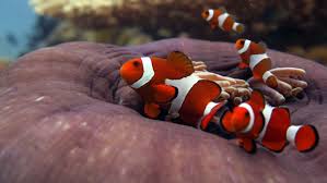 Marine Life In El Nido Clown Fish Nemo