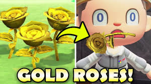 how to get gold roses in