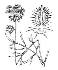Daucus carota L. subsp. maritimus (Lam.) Batt. - Portale della Flora ...