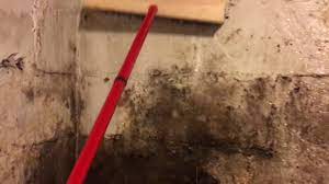 mold in your bat with