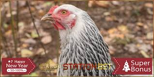 Berasal dari vietnam, sabung ayam sv388 kini telah dapat di mainkan di indonesia juga. Keunggulan Dan Kekurangan Adu Ayam Online Vietnam Joker S128