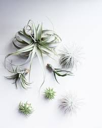 Including the best air plants you can buy there are many types of air plants. What Are Air Plants Hemleva