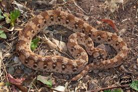 west african carpet viper african