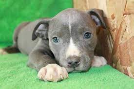 However, the blue pitbull is not in any way a. Special Care Tips For Blue Pitbull Puppies