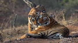 Ranthambore National Park Sawai Madhopur Rajasthan India