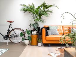 best indoor plants 10 top plants to