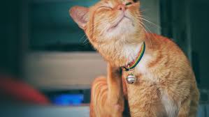 We treat cats with homeopathy, acupuncture, herbs (herbal medicine), chiropractic there are more natural methods of flea control. Natural Flea Control For Cats