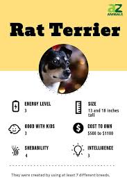 rat terrier dog breed complete guide