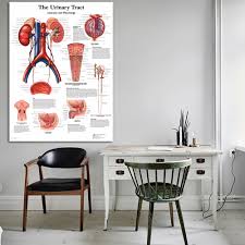 Us 13 2 45 Off Anatomy Pathology Anatomical Dna Human Genotype Chart Classic Canvas Print Poster Wall Pictures For Medical Education Home Decor In
