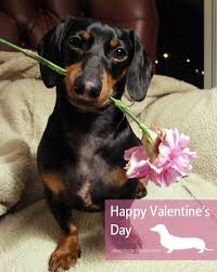 Download 53 royalty free dachshund valentine vector images. 100 Valentines Featuring Dachshunds Ideas Dachshund Dachshund Dog Dachshund Love