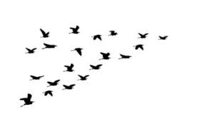 flying birds vector art icons and