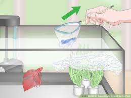 How To Selectively Breed Betta Fish With Pictures Wikihow