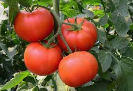 6 simple tomato growing tips for a