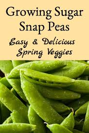 Indeterminate, these will grow and grow and. Guide To Growing Sugar Snap Snow Peas Better Hens Gardens