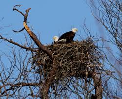 Eagles, birds of prey, hawks: Bald Eagles Natural Lands