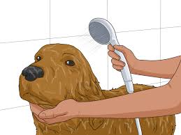 how to nurse a dog through parvo with