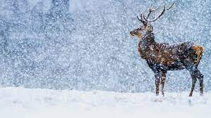 deer snow snowfall wildlife