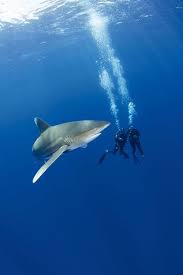 Oceanic Whitetip Shark Vs Great White Size Chart Types Of
