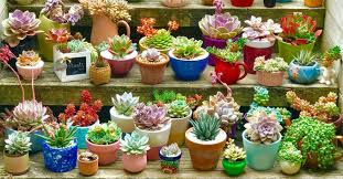 How To Grow And Care For Succulents In