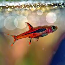 Small schooling fish such as tetras and barbs can be kept in more crowded conditions while larger since most freshwater aquarium fish come from tropical locations, the day night cycle should be as. 21 Small Freshwater Fish For Nano Tanks Aquariums
