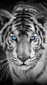 Check out this fantastic collection of cool tiger wallpapers, with 51 cool tiger background images for your desktop, phone or tablet. Wallpaper Iphone Tiger Best 50 Free Background