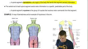 Myotome And Dermatome Diagram Spinal Nerves And Myotomes