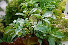 Mosquito Repelling Plants For Your Balcony