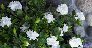 Top 10 Fragrance Plant To Make Your