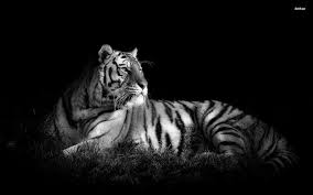 44 black and white tiger wallpaper on